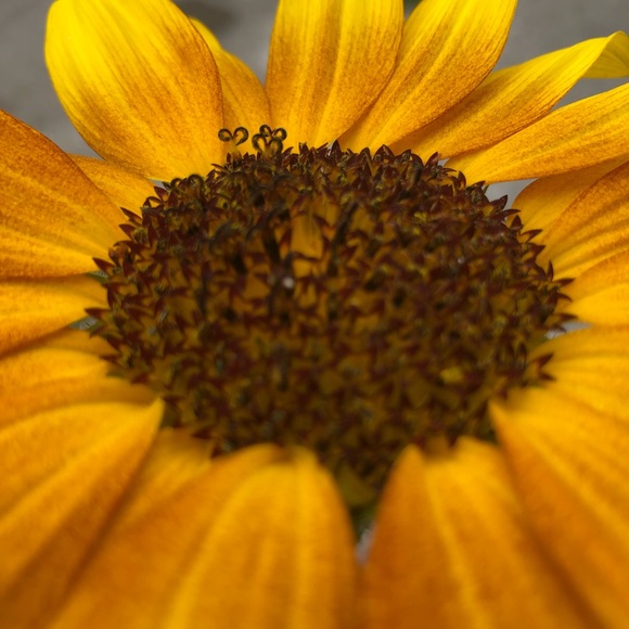 Meet your Posher, Jasmine - Picture 1 of 1